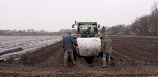 Volle grond teelt